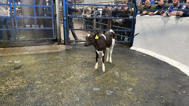 February-born heifer calf with €332 EBI makes €2,200 at Carnaross