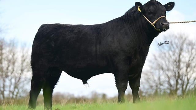 Bulls reach €10,700 at Carrick pedigree bull and heifer sale