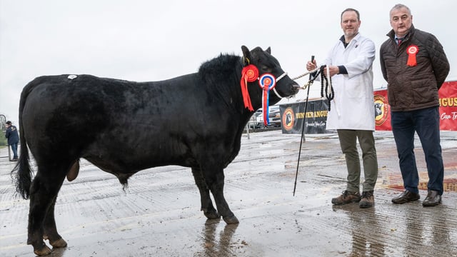 7 bulls clear €4,000 at Munster Angus breeders sale
