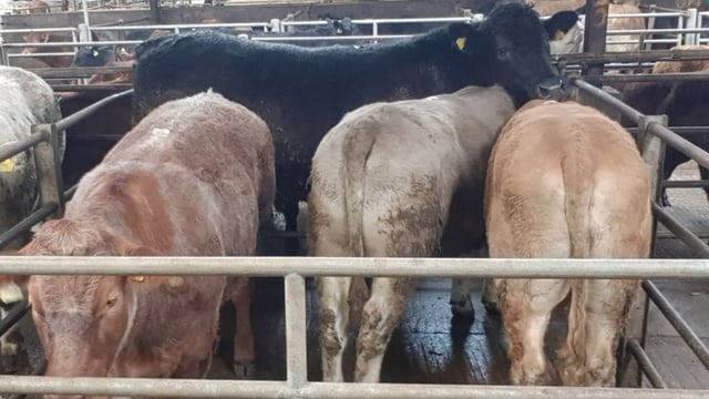 Mart report: 1,100kg Angus bullock makes €5,160 at Balla