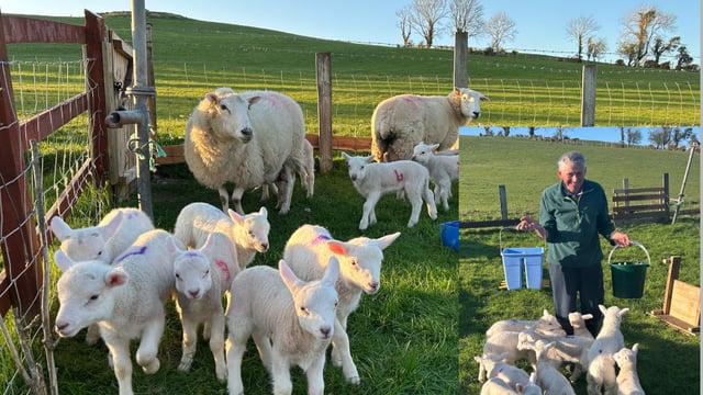 Donegal farmer in awe as two ewes deliver a dozen lambs