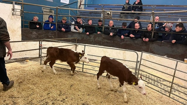 Sale report: Full clearance of 1,880 calves at Castleisland