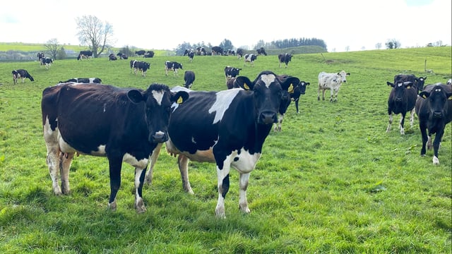 Watch: EU-US trade deal 'not welcome at all' - Mulvihill