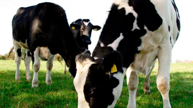Will you be scanning or milk pregnancy testing?