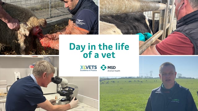 Day in the life: Balancing workloads in mixed veterinary practices