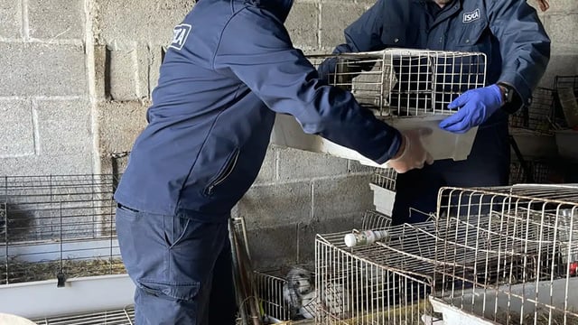 ISPCA removes over 200 animals from Kildare property