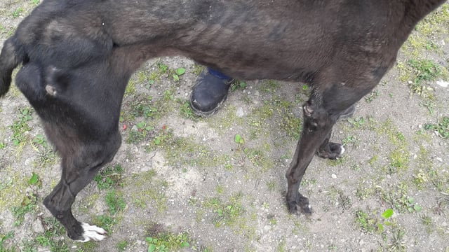 Four-month custodial sentence for animal cruelty upheld on appeal