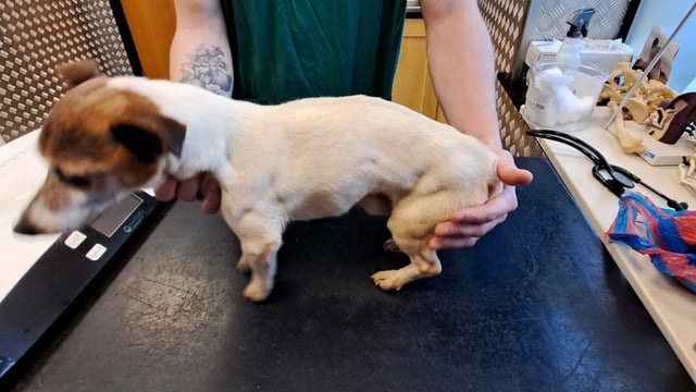 Court: Carlow woman given lifetime ban from owning dogs
