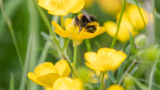 €2.9m in funding for local biodiversity projects
