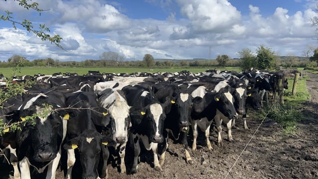 Sexed semen: What time is optimal for insemination?