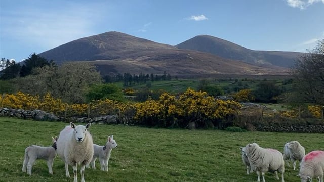 ICM Lamb Sustainability Trial: Lamb births and hogget sales