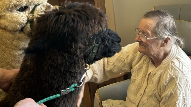 Wexford nursing home residents delight in owl and alpaca visits