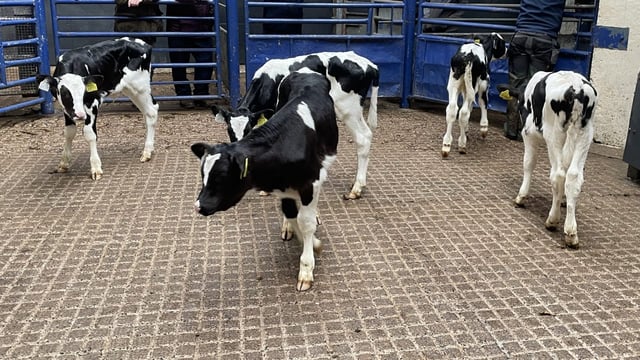 Table: Average calf prices ease after strong price rises