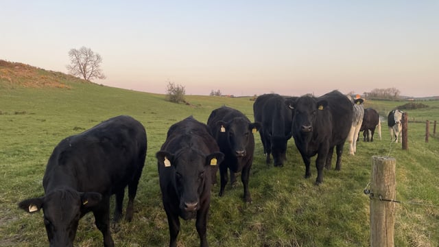 Factory quotes: 30c/kg taken off peak beef price offers