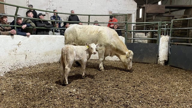 Mart report: 'Best year yet' on cattle trade at Cootehill Mart