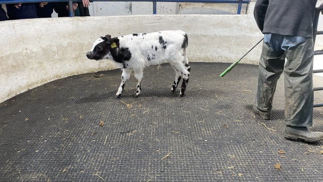 Table: Average calf prices continue to lift at mart sales