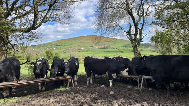 Factory quotes: Cattle price offers back 10c/kg this week