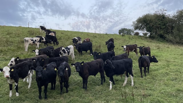 National cattle herd falls by 400,000 head in 24 months