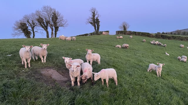 Sheep trade: Lamb prices firm as cull ewes reach €5.75/kg