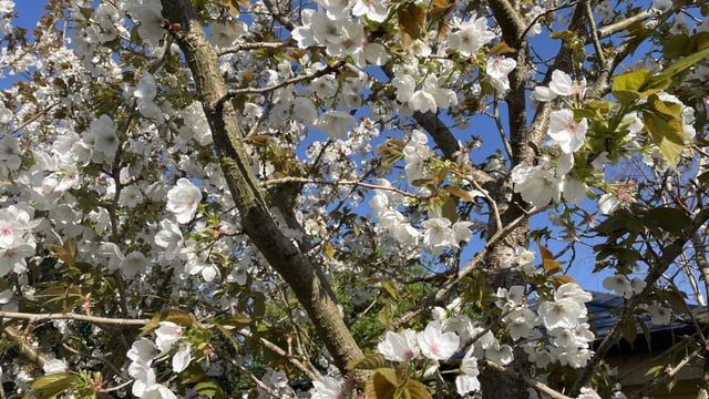 Met Éireann: Dry with plenty of sunshine over the weekend