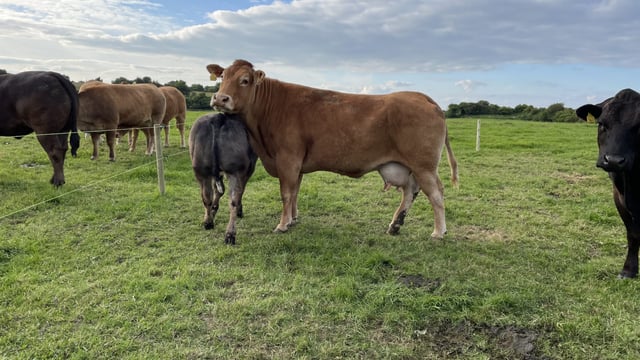 AI or stock bull: Factors to consider for suckler farmers