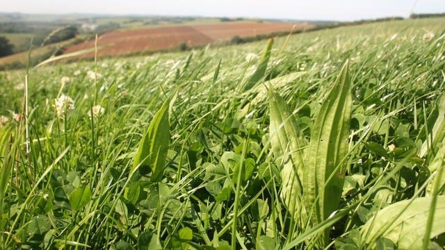 Table: Performance of cattle in the UCD/ABP grazing trial