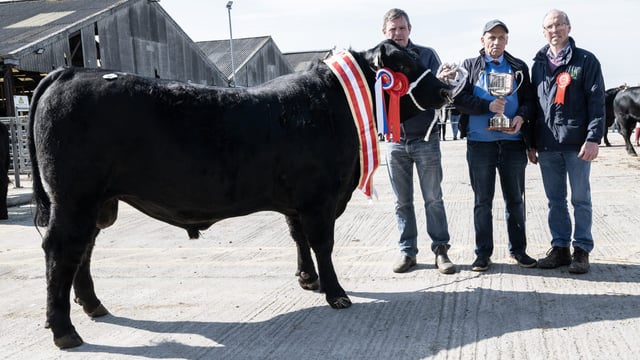 Bulls average €4,430 at Munster Angus Breeders sale