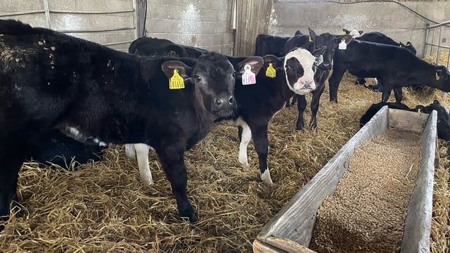ABP Demo Farm: Calf rearing, yearling cattle, and grass update