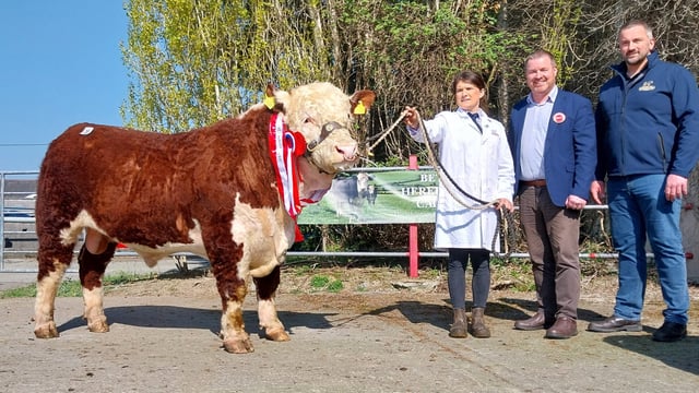 Hereford bulls average €4,444 at show and sale in Nenagh