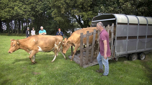 Financial losses force dairy farm to close on Sark island