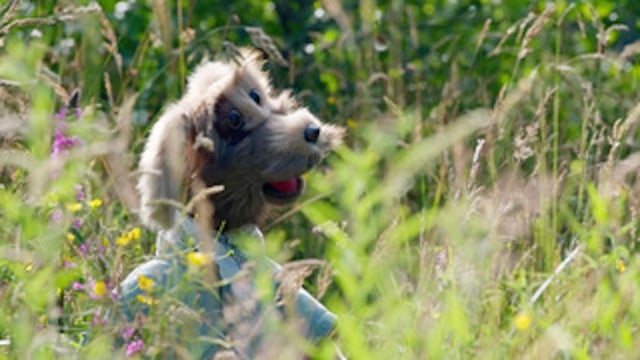 Mayo TV company produces series on curious farm dog