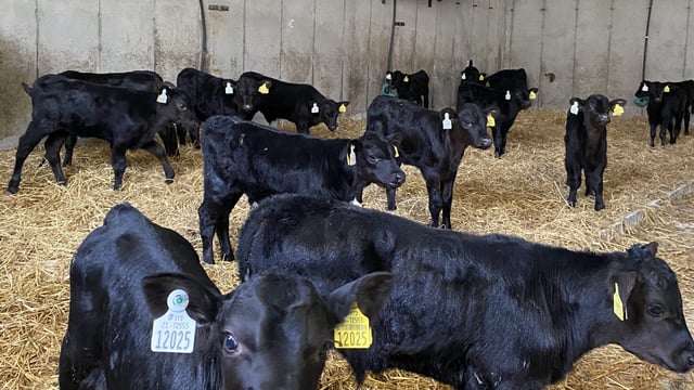 ABP Monitor Farms: Why this farmer is adding rolled oats to calf ration