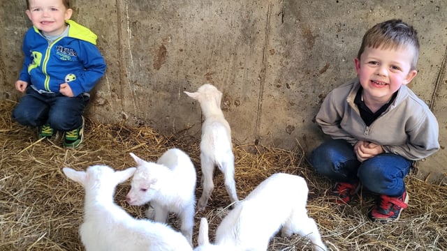 Quadruple joy on Cavan farm as goat gives birth to four kids