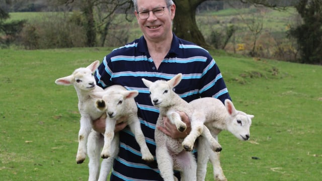 Longford farmer's wooly wonder as ewe gives birth to quadruplets