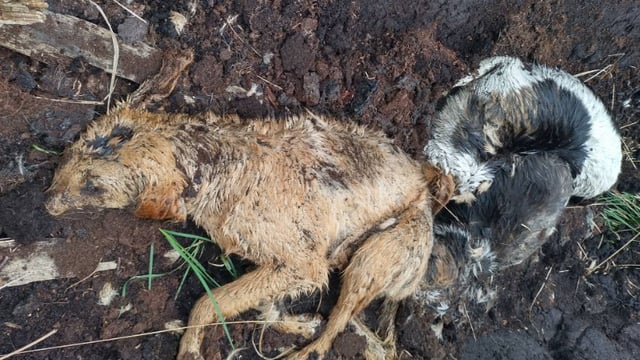 Graphic: Three dogs 'shot and dumped' in Westmeath bog