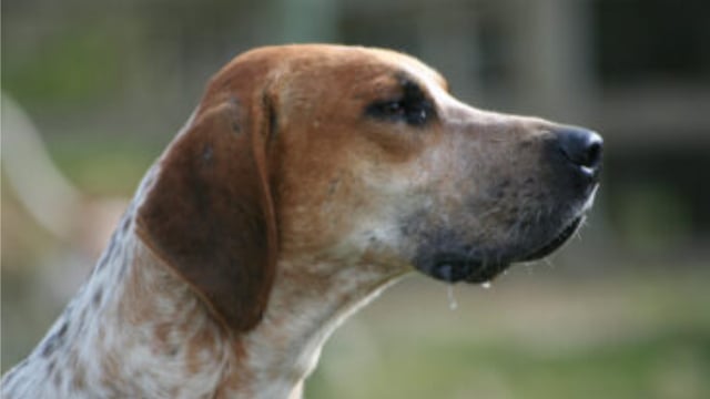 Fermanagh council issues reminder to dog owners amid lambing