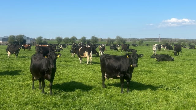 Achieving high conception rates with sexed semen this spring