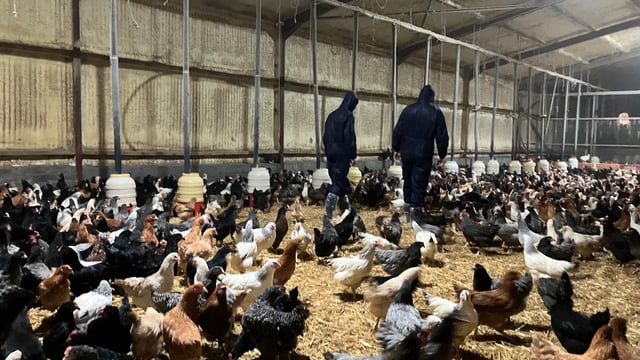 Watch: Farmer turns backyard poultry project into growing business