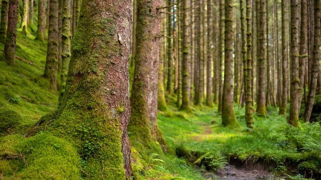 Watch: Changing land use a 'good news story' - O'Donoghue