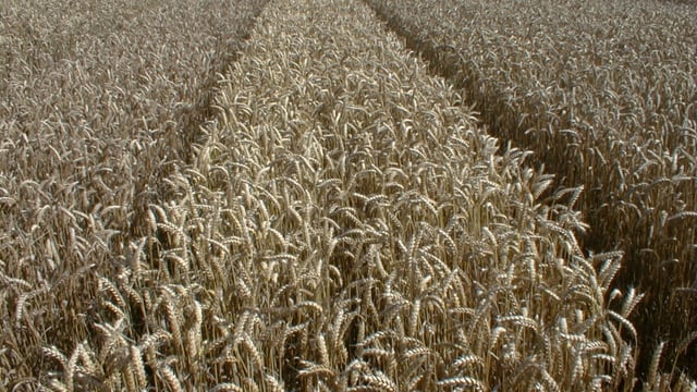 Tillage: Update on winter cereals management