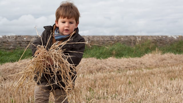 NI family farms could face 'significant tax liabilities' - accountants