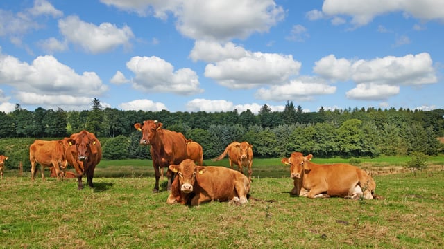 ICMSA accuses factories of using 'mind games' to reduce cattle prices