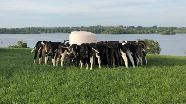 Heifer targets: What weight should heifer calves be at weaning?