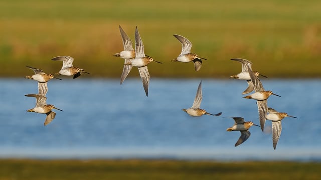 PSNI urges public not to disturb breeding waders