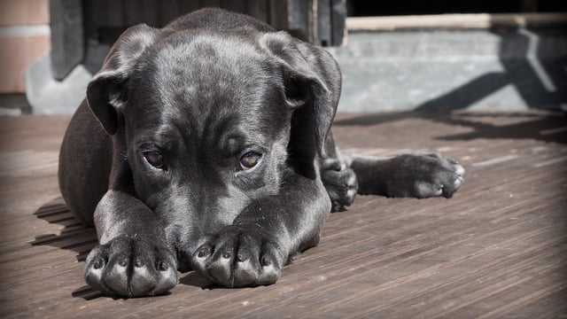 Vets urge pet owners to 'keep those treats to yourself' this Easter