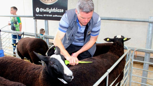 Zwartbles sheep breeders to host open day next Sunday