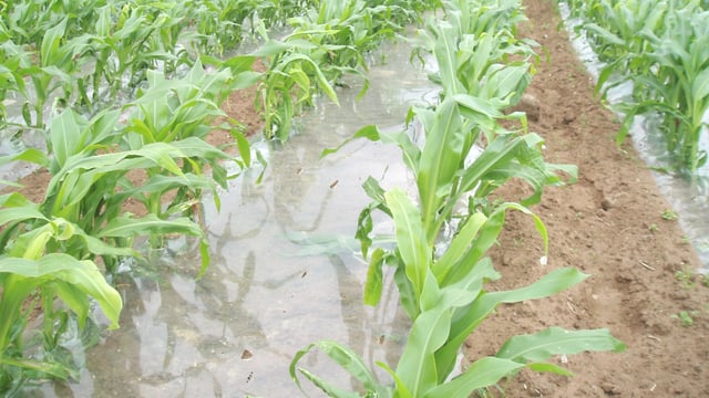 Forage maize crops 'well through the plastic at this stage' - contractor