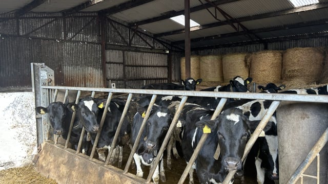 Don't let heifer mastitis compromise the future dairy herd