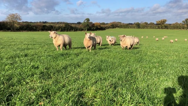 Sheep trade: Prices start the week more firm than falling