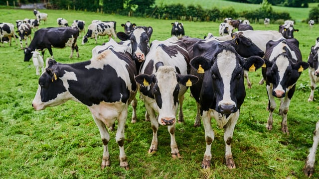 DAFM 'currently identifying' farmers who will move to 220kg N/ha stocking rate
